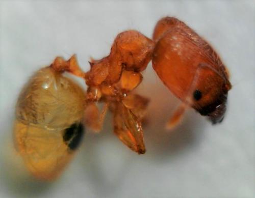 Réf. 226 201 : Pheidole parva